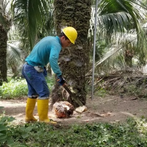 palm oil ecuador (1)_0.jpeg
