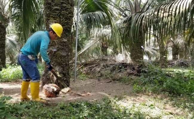<img width="150" height="150" src="https://partners.net/wp-content/uploads/2022/04/palm20oil20ecuador-150x150.jpeg" class="attachment-thumbnail size-thumbnail" alt="" decoding="async" />